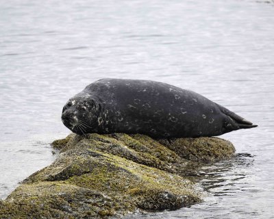 Seal, Harbor, on rock-071407-Iliuliuk Bay, Unalaska Island, AK-0398.jpg