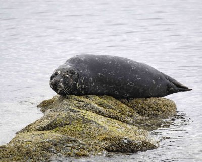Seal, Harbor, on rock-071407-Iliuliuk Bay, Unalaska Island, AK-0400.jpg