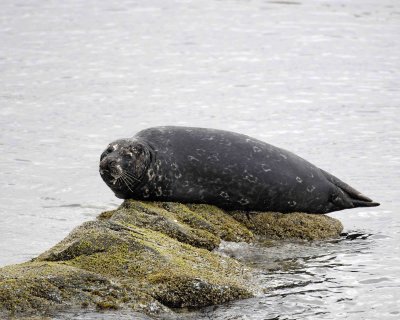 Seal, Harbor, on rock-071407-Iliuliuk Bay, Unalaska Island, AK-0421.jpg