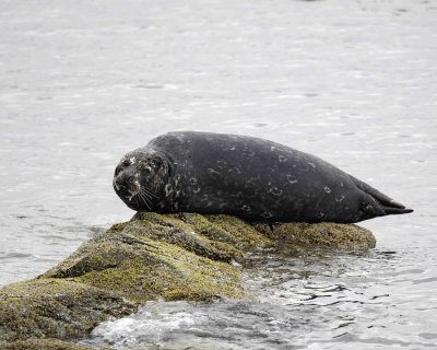 Seal, Harbor, on rock-071407-Iliuliuk Bay, Unalaska Island, AK-0427.jpg