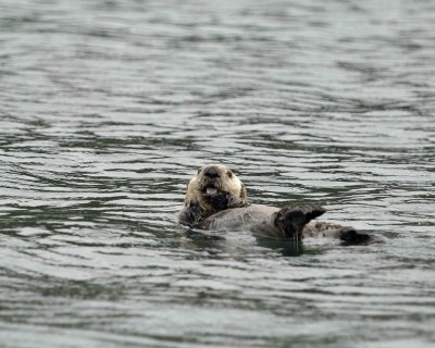 Otter, Sea, Pup, crying out-070907-Long Bay, Afognak Island, AK-#0043.jpg