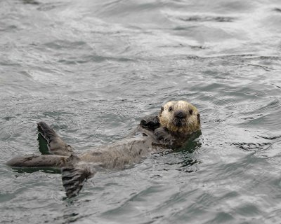 Otter, Sea, Pup-070707-Long Bay, Afognak Island, AK-#0161.jpg