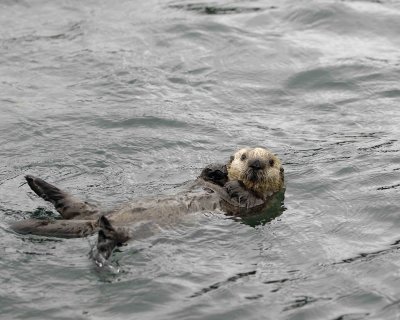 Otter, Sea, Pup-070707-Long Bay, Afognak Island, AK-#0162.jpg