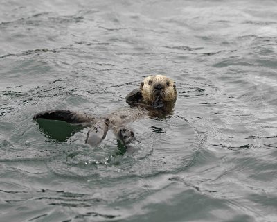 Otter, Sea, Pup-070707-Long Bay, Afognak Island, AK-#0163.jpg