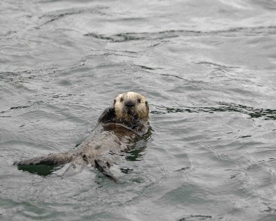 Otter, Sea, Pup-070707-Long Bay, Afognak Island, AK-#0164.jpg