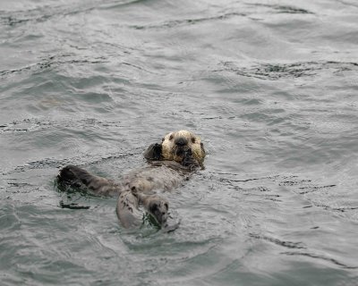 Otter, Sea, Pup-070707-Long Bay, Afognak Island, AK-#0165.jpg