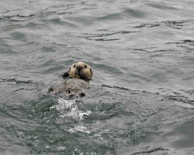 Otter, Sea, Pup-070707-Long Bay, Afognak Island, AK-#0166.jpg