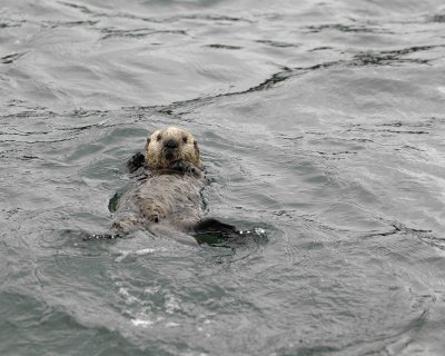 Otter, Sea, Pup-070707-Long Bay, Afognak Island, AK-#0168.jpg