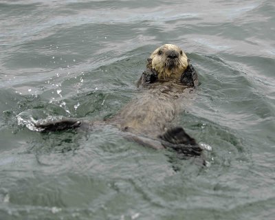 Otter, Sea, Pup-070707-Long Bay, Afognak Island, AK-#0197.jpg