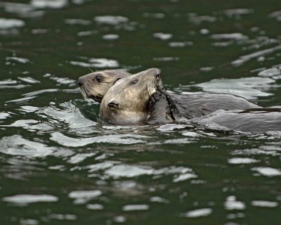 Otter, Sea, eating Butter Clam, w Pup-070907-Seal Bay, Afognak Island, AK-#0266.jpg