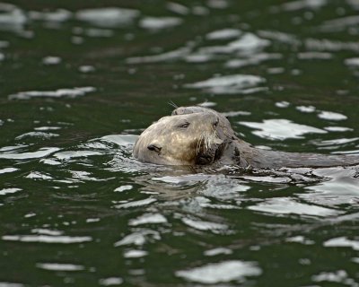 Otter, Sea, eating Butter Clam, w Pup-070907-Seal Bay, Afognak Island, AK-#0268.jpg