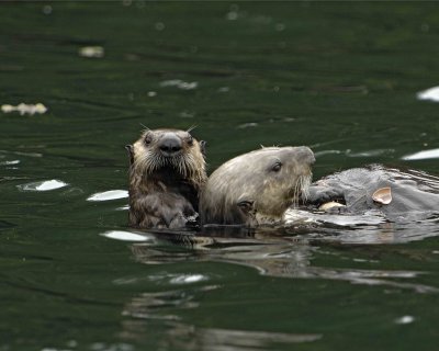 Otter, Sea, eating Butter Clam, w Pup-070907-Seal Bay, Afognak Island, AK-#0301.jpg