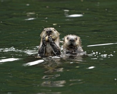 Otter, Sea, eating Butter Clam, w Pup-070907-Seal Bay, Afognak Island, AK-#0307.jpg
