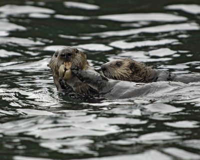 Otter, Sea, eating Butter Clam, w Pup-070907-Seal Bay, Afognak Island, AK-#0714.jpg