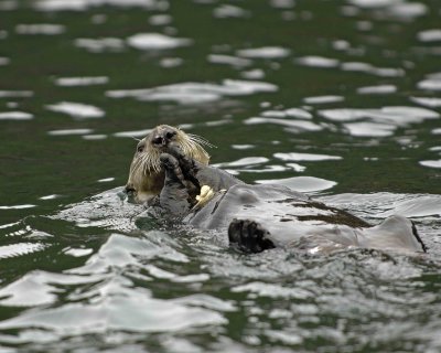 Otter, Sea, eating Butter Clam-070907-Seal Bay, Afognak Island, AK-#0251.jpg