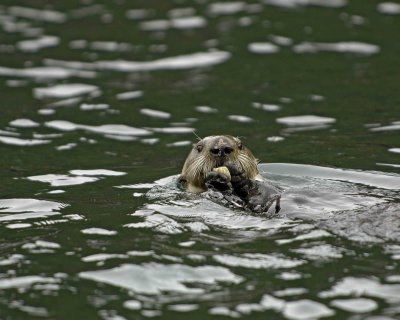 Otter, Sea, eating Butter Clam-070907-Seal Bay, Afognak Island, AK-#0252.jpg