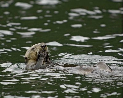 Otter, Sea, eating Butter Clam-070907-Seal Bay, Afognak Island, AK-#0253.jpg