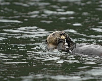 Otter, Sea, eating Butter Clam-070907-Seal Bay, Afognak Island, AK-#0260.jpg