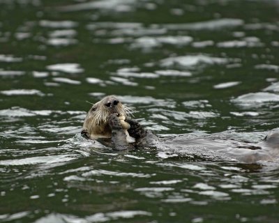 Otter, Sea, eating Butter Clam-070907-Seal Bay, Afognak Island, AK-#0262.jpg