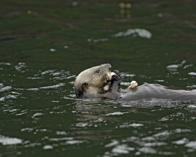 Otter, Sea, eating Butter Clam-070907-Seal Bay, Afognak Island, AK-#0292.jpg