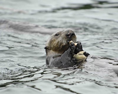 Otter, Sea, eating Butter Clam-070907-Seal Bay, Afognak Island, AK-#0470.jpg