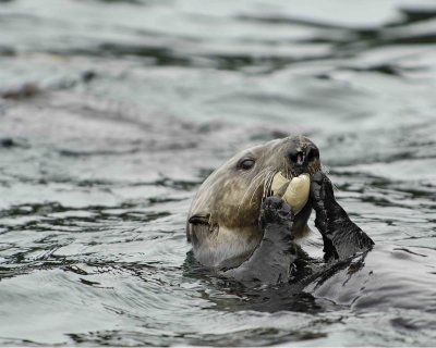 Otter, Sea, eating Butter Clam-070907-Seal Bay, Afognak Island, AK-#0472.jpg