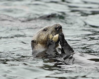 Otter, Sea, eating Butter Clam-070907-Seal Bay, Afognak Island, AK-#0473.jpg