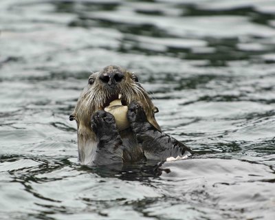 Otter, Sea, eating Butter Clam-070907-Seal Bay, Afognak Island, AK-#0475.jpg