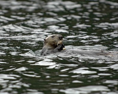 Otter, Sea, eating Butter Clam-070907-Seal Bay, Afognak Island, AK-#0731.jpg