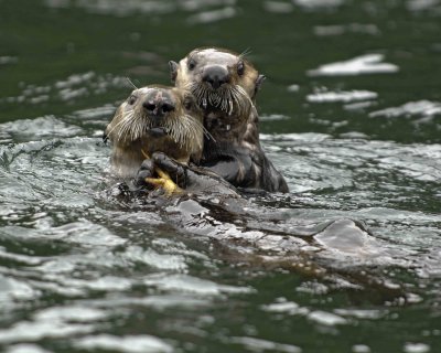 Otter, Sea, eating Crab, w Pup-070907-Seal Bay, Afognak Island, AK-#0353.jpg