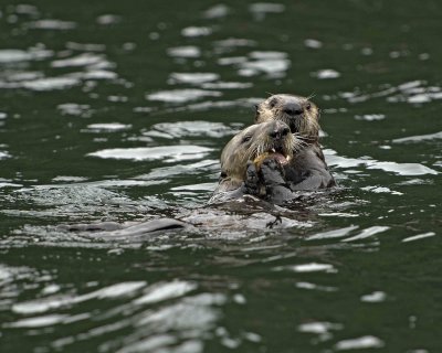 Otter, Sea, eating Crab, w Pup-070907-Seal Bay, Afognak Island, AK-#0369.jpg