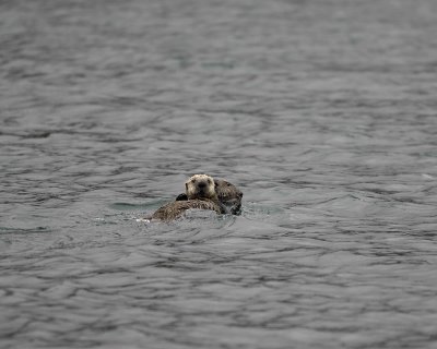 Otter, Sea, w Pup on Stomach-070707-Long Bay, Afognak Island, AK-#0217.jpg