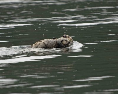 Otter, Sea, w Pup on Stomach-070907-Long Bay, Afognak Island, AK-#0136.jpg