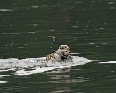 Otter, Sea, w Pup on Stomach-070907-Long Bay, Afognak Island, AK-#0139.jpg