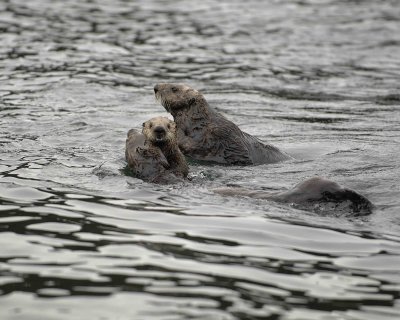 Otter, Sea, w Pup-070707-Long Bay, Afognak Island, AK-#0113.jpg