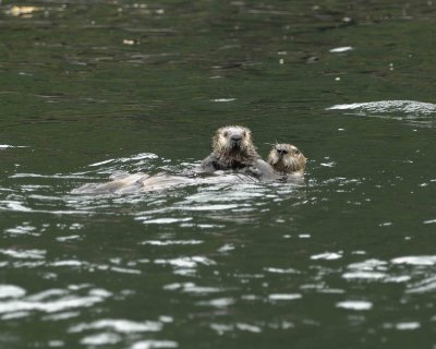 Otter, Sea, w Pup-070907-Seal Bay, Afognak Island, AK-#0278.jpg