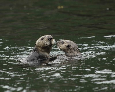 Otter, Sea, w Pup-070907-Seal Bay, Afognak Island, AK-#0295.jpg