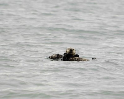 Otter, Sea, w Pup-071007-Pauls Bay, Afognak Island, AK-#0018.jpg
