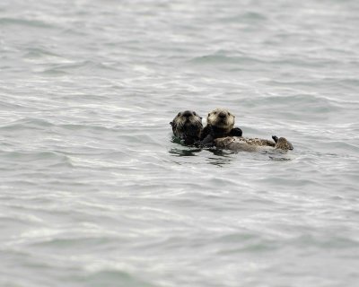 Otter, Sea, w Pup-071007-Pauls Bay, Afognak Island, AK-#0019.jpg