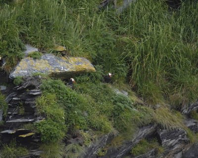 Puffin, Tufted-071007-Seal Bay, Russian Island, AK-#0116.jpg