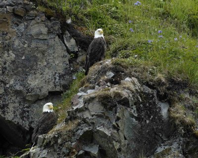 Eagle, Bald, 2-071607-Iliuliuk Bay, Unalaska Island, AK-#0594.jpg
