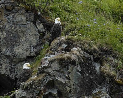 Eagle, Bald, 2-071607-Iliuliuk Bay, Unalaska Island, AK-#0596.jpg