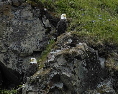 Eagle, Bald, 2-071607-Iliuliuk Bay, Unalaska Island, AK-#0612.jpg