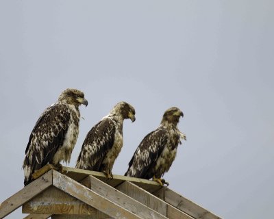 Eagle, Bald, 3 Immatures-071507-Iliuliuk Bay, Unalaska Island, AK-#00040.jpg