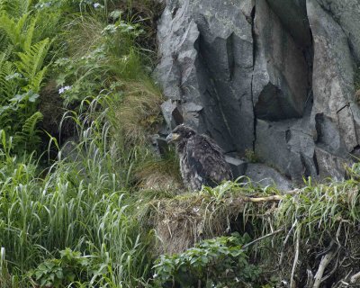 Eagle, Bald, Eaglet in Nest-071707-Iliuliuk Bay, Unalaska Island, AK-#0156.jpg