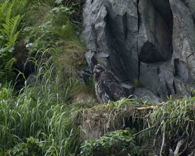 Eagle, Bald, Eaglet in Nest-071707-Iliuliuk Bay, Unalaska Island, AK-#0165.jpg