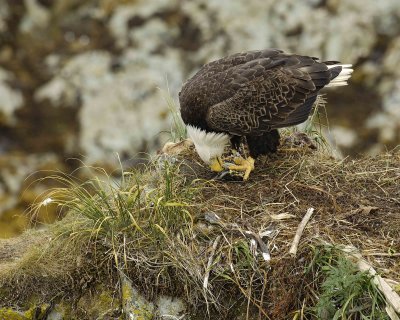 Eagle, Bald, Female eating fish in nest-071607-Summer Bay, Unalaska Island, AK-#0784.jpg