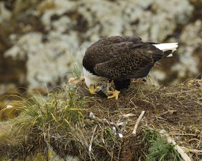 Eagle, Bald, Female eating fish in nest-071607-Summer Bay, Unalaska Island, AK-#0794.jpg