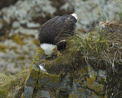 Eagle, Bald, Female eating fish near nest-071607-Summer Bay, Unalaska Island, AK-#0972.jpg