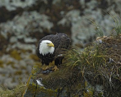 Eagle, Bald, Female eating fish near nest-071607-Summer Bay, Unalaska Island, AK-#0975.jpg